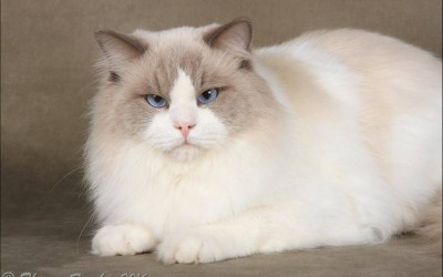 Provincial Cat Society Results 18 – 19 June 2016